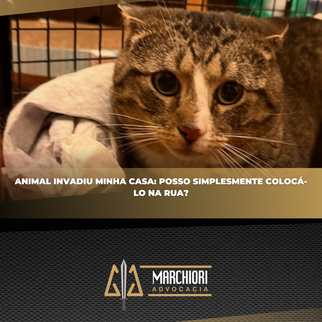 Gato assustado enrolado em uma toalha - Animal invadiu minha casa: posso simplesmente colocá-lo na rua?
